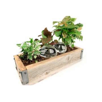 Kikkerland Water from a Stone Hand Blown Glass Automatic Self-Watering Plant Globes, Set of 2