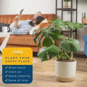 Costa Farms Monstera Swiss Cheese Plant, Live Indoor Plant, Easy to Grow Split Leaf Houseplant in Indoors Garden Plant Pot, Housewarming, Decoration for Home, Office, and Room Decor, 2-3 Feet Tall