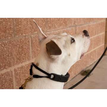 Starmark Pro-Training Dog Collar for Large Dogs