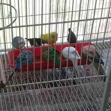 MACGOAL Flip Top Small Chick Feeder for Poultry