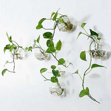 Pack of 6 Glass Planters Wall Hanging Planters Round Glass Plant Pots Hanging Air Plant Pots Flower Vase Air Plant Terrariums Wall Hanging Plant Container