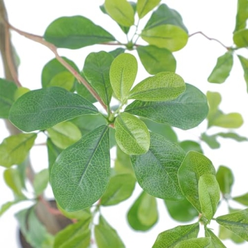 Lifelike 7ft Bellacat Faux Olive Tree for Home Decor