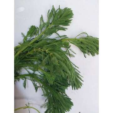 10 Count Parrot Feather Plants Myriophyllum aquaticum - Aquariums, Koi Ponds, Aquatic Plant, Freshwa...