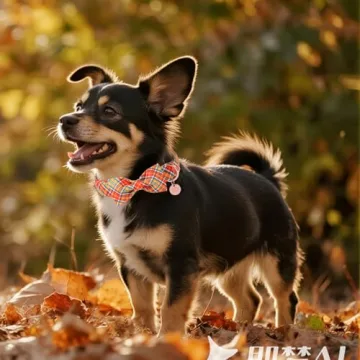 Autumn Plaid Dog Collar and Bow Tie Set for All Dogs
