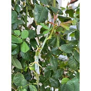 HAINANSTRY Grafting Tape 2 PCS, Stretchable Garden Grafting Tape Plants Repair Tapes for Floral Frui...