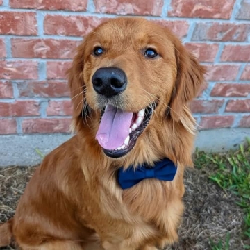 PETDURO Personalized Velvet Dog Collar with Engraved Name