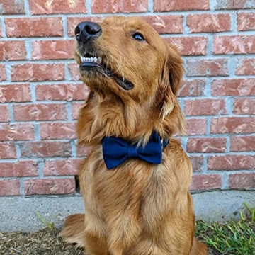 PETDURO Personalized Velvet Dog Collar with Engraved Name