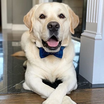 PETDURO Personalized Velvet Dog Collar with Engraved Name