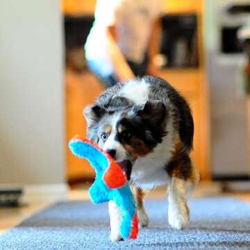 Chuckit! Indoor Fetch Squirrel Toy for Dogs