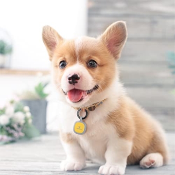 Pawaii Silent Silicone Dog ID Tag with QR Code Alerts