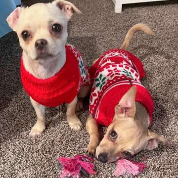 KYEESE Christmas Dog Sweaters for Small Dogs Snowflake Reindeer Dog Sweater with Leash Hole Ugly Dog Holiday Sweater Pet Sweater Pet Clothes Warm Dog Christmas Outfit, M