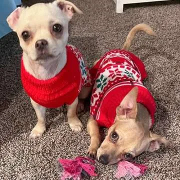 KYEESE Christmas Dog Sweaters for Small Dogs Snowflake Reindeer Dog Sweater with Leash Hole Ugly Dog Holiday Sweater Pet Sweater Pet Clothes Warm Dog Christmas Outfit, M