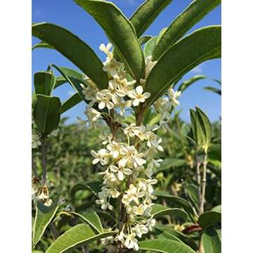 PERFECT PLANTS Tea Olive Live Plant, 1 gallon, Green