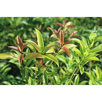 PERFECT PLANTS Tea Olive Live Plant, 1 gallon, Green