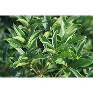 PERFECT PLANTS Tea Olive Live Plant, 1 gallon, Green