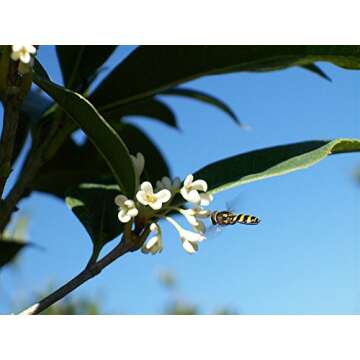 PERFECT PLANTS Tea Olive Live Plant, 1 gallon, Green