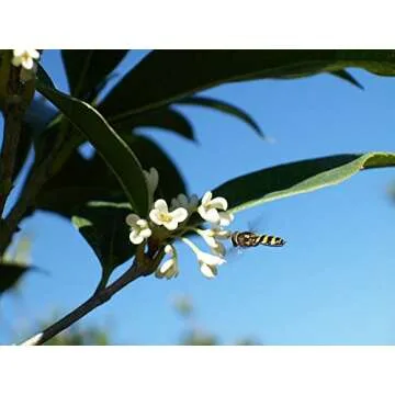 PERFECT PLANTS Tea Olive Live Plant, 1 gallon, Green