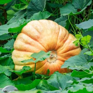 Atlantic Giant Pumpkin Seeds - Non-GMO Heirloom Seeds