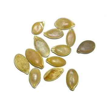 Atlantic Giant Pumpkin Seeds - Non-GMO Heirloom Seeds