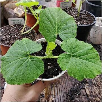 Atlantic Giant Pumpkin Seeds - Non-GMO Heirloom Seeds