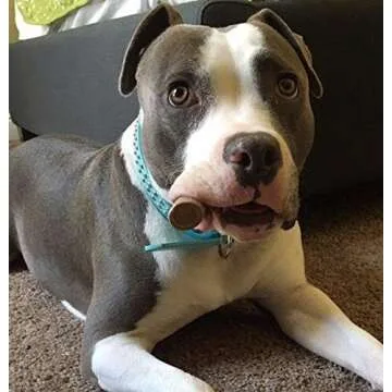 Premium Deer Antler Pieces - Dog Chews - Antlers by The Pound, One Pound - Six Inches or Longer - Medium, Large and XL - Happy Dog Guarantee!