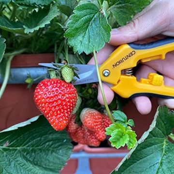 Centurion 201 Hand Pruner Pruning Shear Straight & Upward Curved Stainless Steel Blade Precision Snip (Yellow, 6.5 Inch, Set of 2)