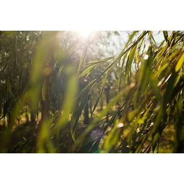 Weleda Clarifying Cleansing Face Gel - Deep Cleanse Skin