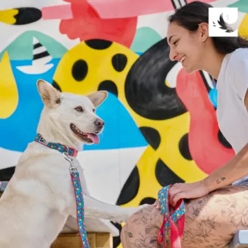 RC Pets Adjustable Dog Collar for Small Dogs - Safe Style