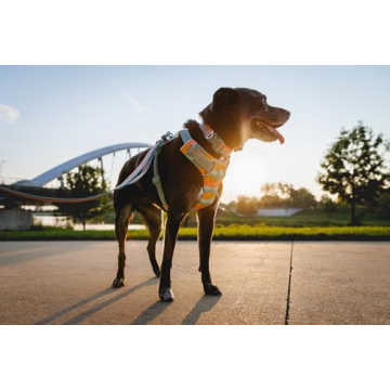 RUFFWEAR Front Range Dog Collar for Comfortable Adventures