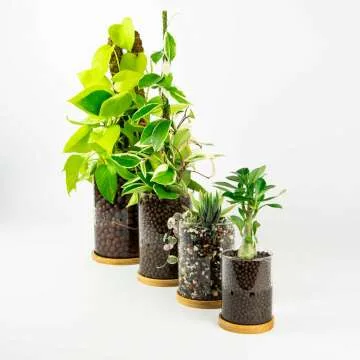 Self-Watering Leca Glass Planter with Drainage