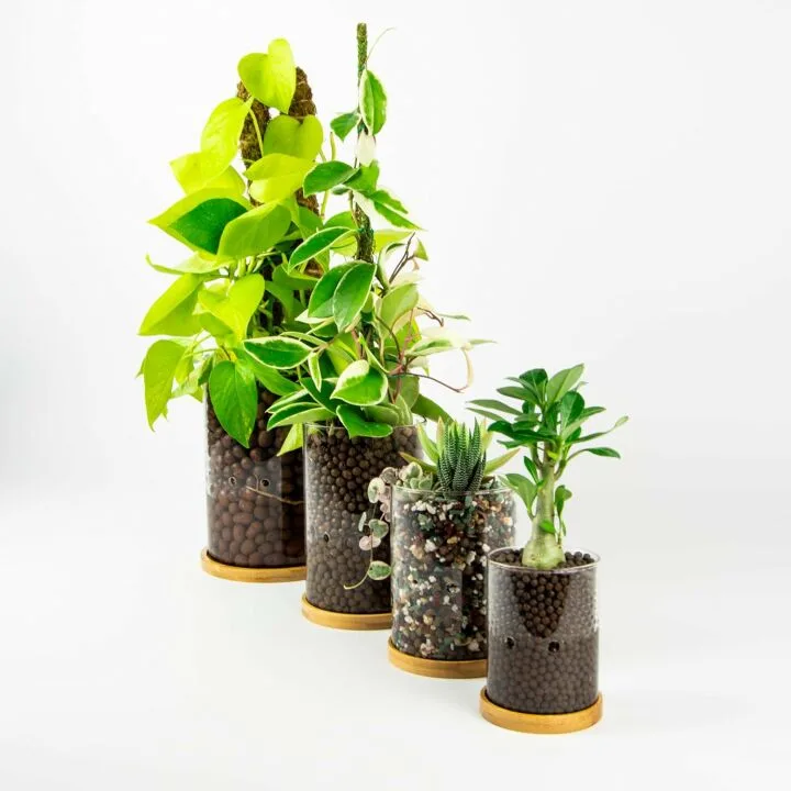 Self-Watering Leca Glass Planter with Drainage