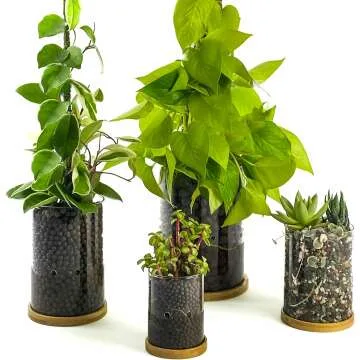 Self-Watering Leca Glass Planter with Drainage