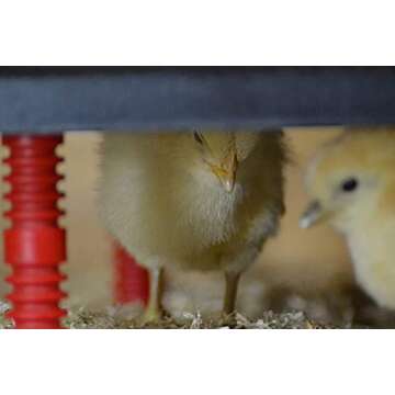 RentACoop 16x16 Inch Adjustable Heating Plate with BONUS Foldable Anti-Roost Cone for up to 30 Chick...