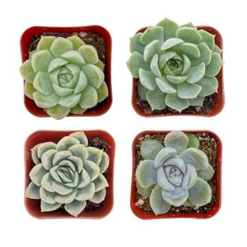 Succulent Plants (4 Pack) Live Succulents in 2" Pots - Ideal for Decor and Gifts