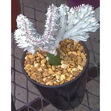 Mosser Lee River Pebbles 5 lb for Decor and Gardening