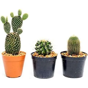 Mosser Lee River Pebbles 5 lb for Decor and Gardening