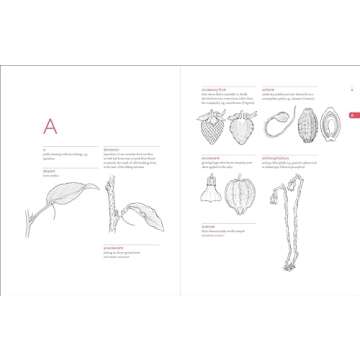 Botanist’s Vocabulary with 1300 Illustrated Terms