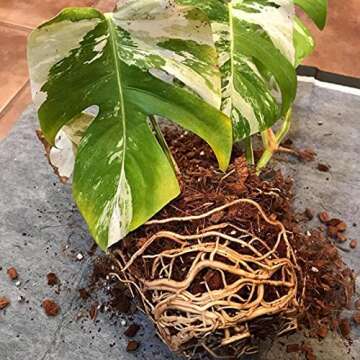 Noot Indoor Coconut Chips Potting Mix for Healthy Houseplants