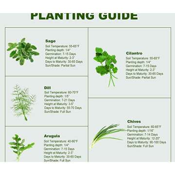 Organic Cilantro Kit for Windowsill - Grow Fresh Herbs