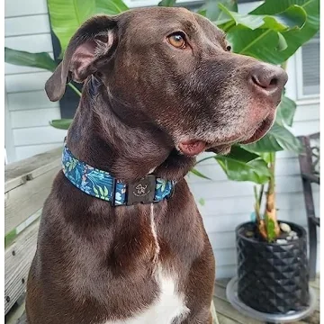 Elegant Floral Dog Collar for Medium Dogs - Durable Design
