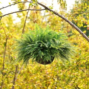 QIANYUN 2PCS Outdoor Hanging Ferns - Realistic Decor