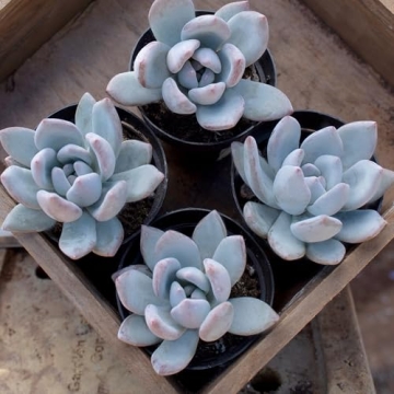 Live Succulent Plants 20 Pack Assorted Potted Houseplants