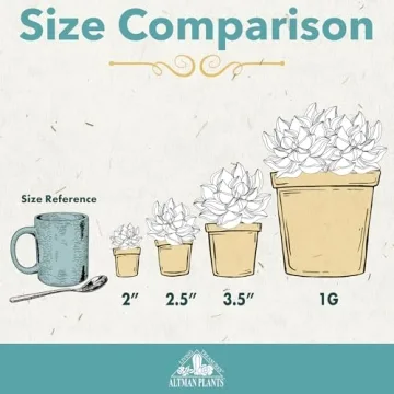 Live Succulent Plants 20 Pack Assorted Potted Houseplants