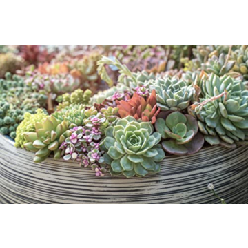 Live Succulent Plants 20 Pack Assorted Potted Houseplants