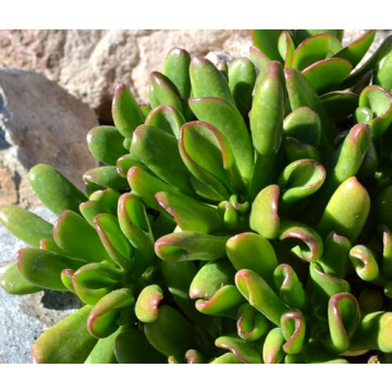 Live Succulent Plants 20 Pack Assorted Potted Houseplants