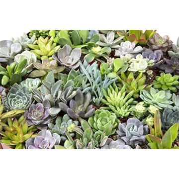 Live Succulent Plants 20 Pack Assorted Potted Houseplants
