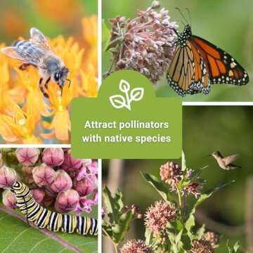Sow Right Seeds - Milkweed Seed Collection - Varieties Included: Butterfly, Common, Rose and Showy Milkweed, Attracts Monarch and Other Butterflies to Your Garden - Non-GMO Heirloom Packet to Grow