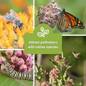 Sow Right Seeds - Milkweed Seed Collection - Varieties Included: Butterfly, Common, Rose and Showy Milkweed, Attracts Monarch and Other Butterflies to Your Garden - Non-GMO Heirloom Packet to Grow