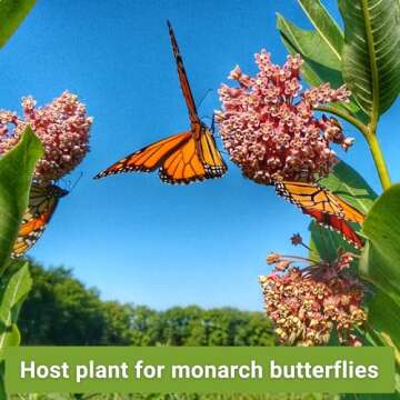 Sow Right Seeds - Milkweed Seed Collection - Varieties Included: Butterfly, Common, Rose and Showy Milkweed, Attracts Monarch and Other Butterflies to Your Garden - Non-GMO Heirloom Packet to Grow