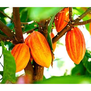 Fruit Seeds for Planting - Garden Fruit Seeds (Cacao - 3 Seeds)